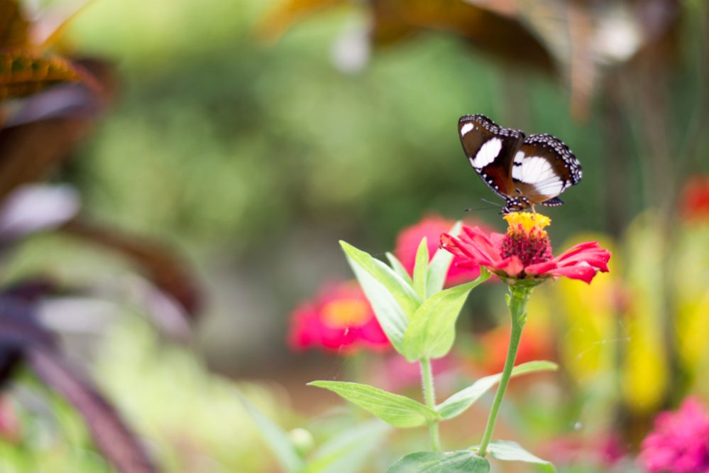 Benefits of Butterfly Gardening