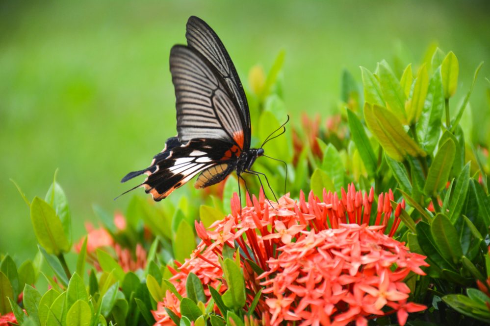 Butterfly-Friendly Elements