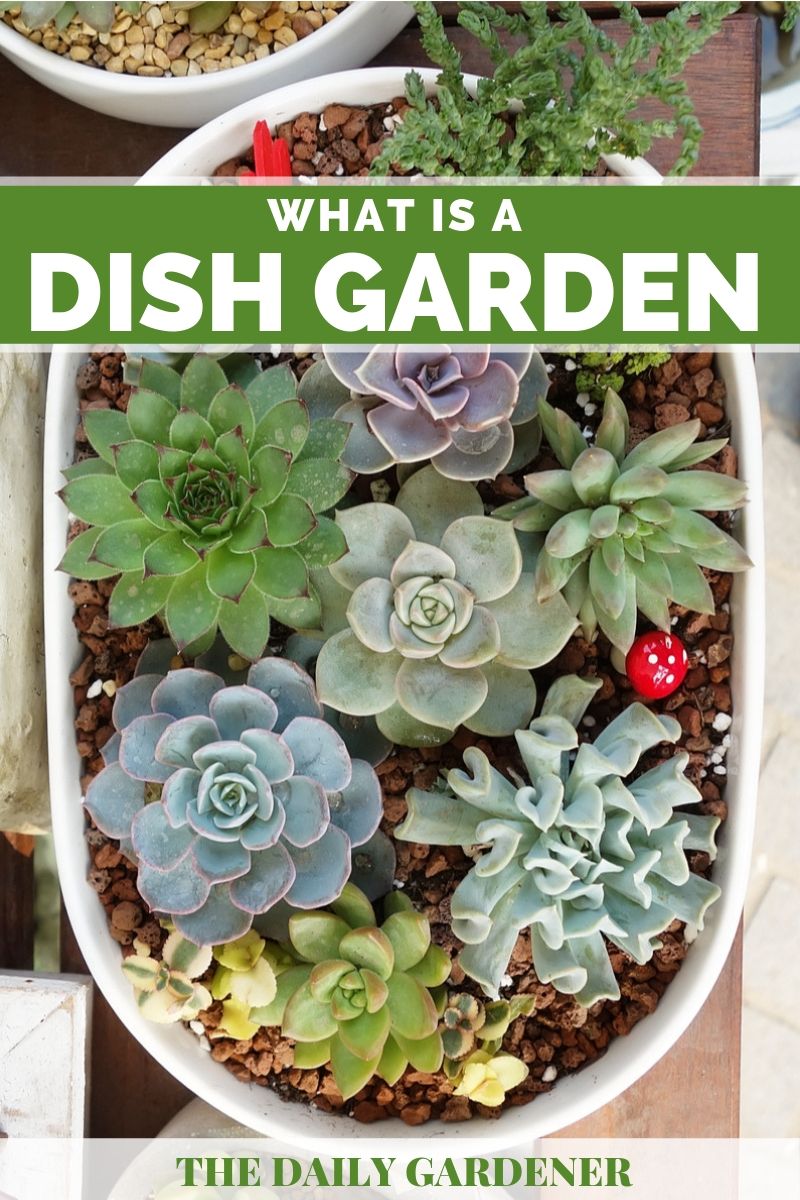 What Is A Dish Garden The Daily Gardener