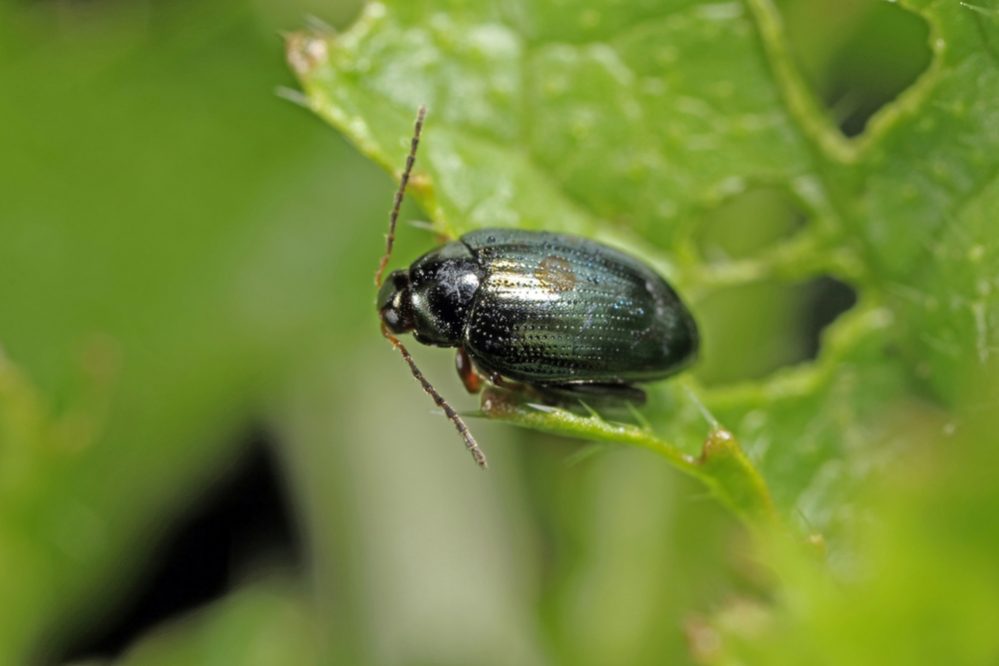Flea Beetle