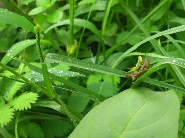 19 Common Garden Pests: How to Get Rid of Them?