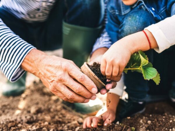Garden Soil vs Potting Soil – What’s the Difference?