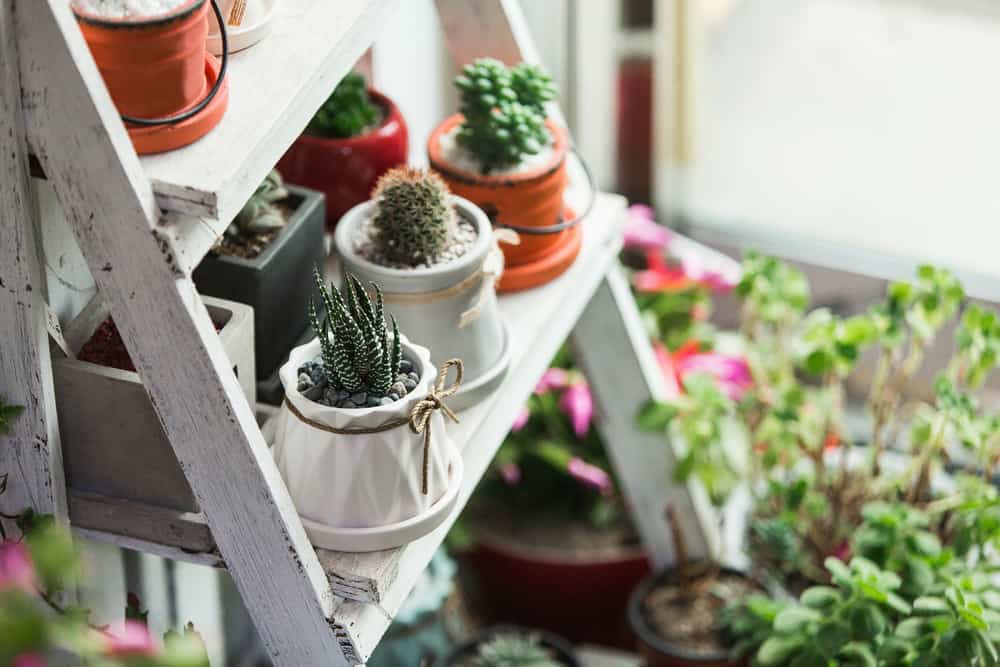 How to Start Your Indoor Garden