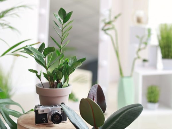 23 Houseplants that are (Nearly) Impossible to Kill