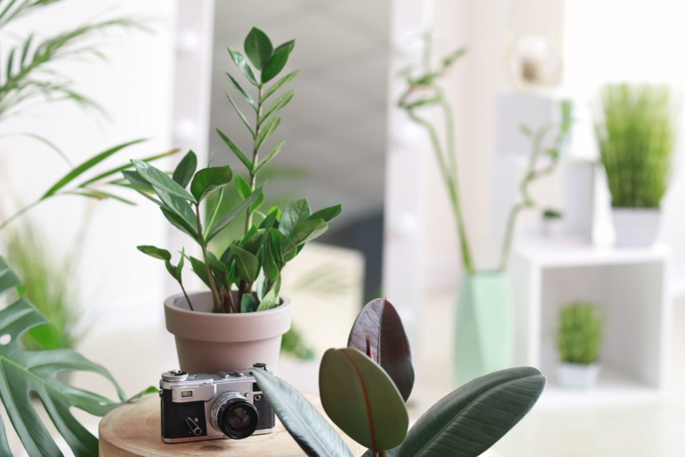 Impossible to Kill Houseplants