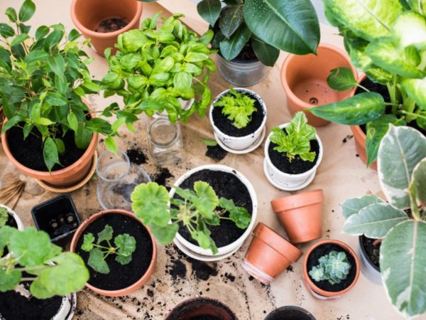 How to build an Indoor Garden?