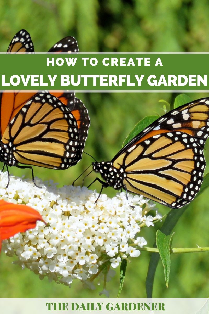 How to Create a Lovely Butterfly Garden? - The Daily Gardener