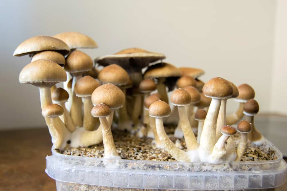 Mushrooms indoor