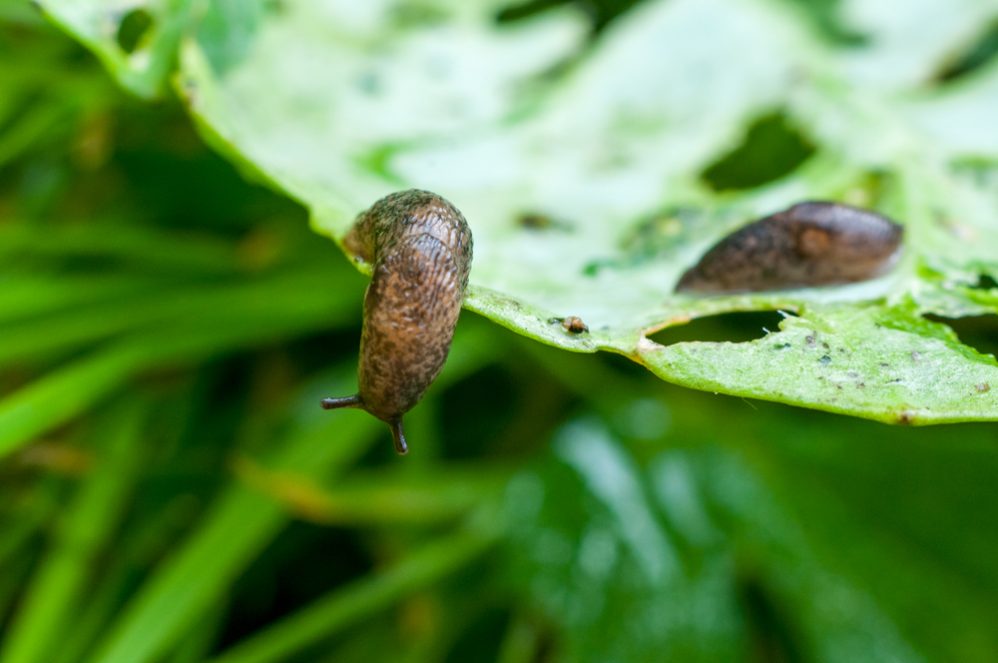 Slugs and Snails