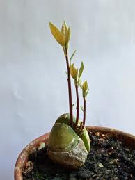 growing avocados from kitchen scraps 1