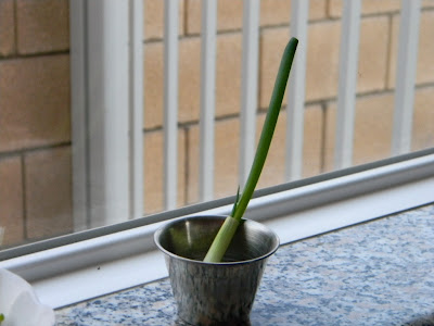 growing green onions from kitchen scraps