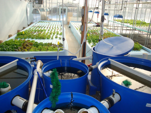 Aquaponics Systems: The Simplest Way to Build at Home