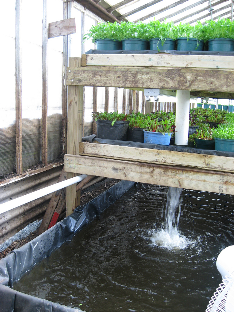 Aquaponics Systems The Simplest Way To Build At Home