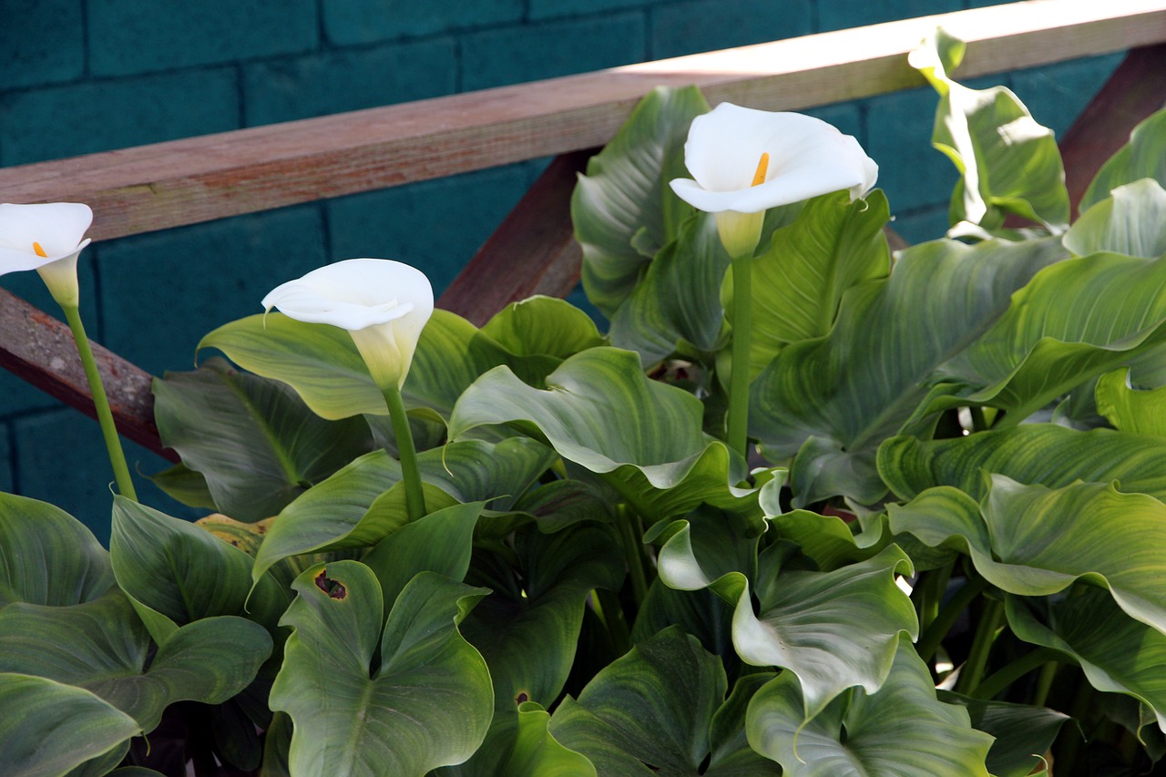 How To Grow Calla Lily Outdoor 4 Tips To Care