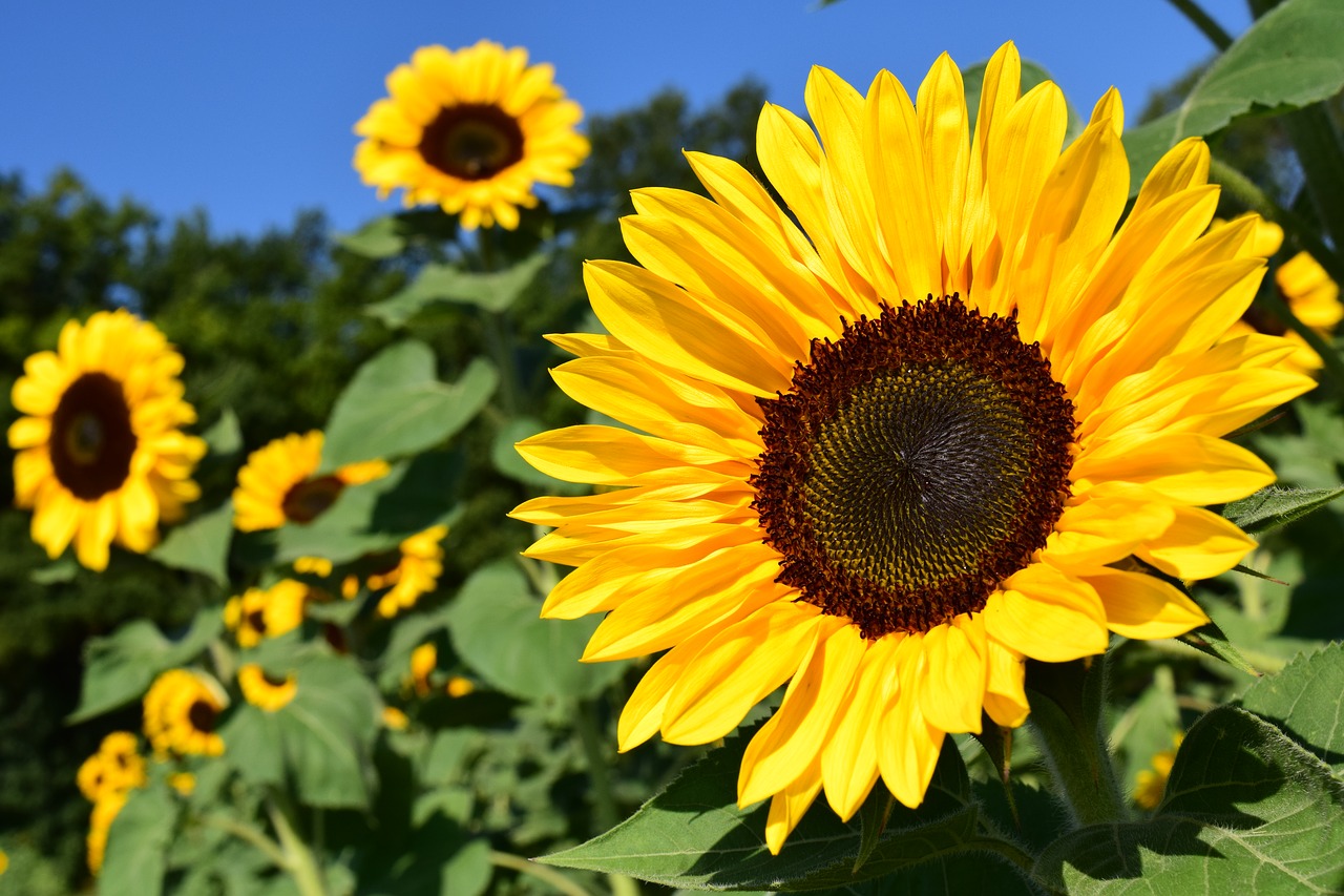 how to grow sunflowers in your garden? - the daily gardener