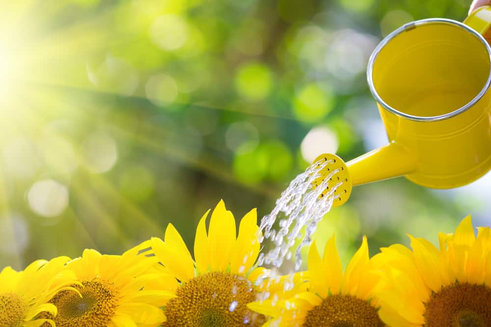 watering sunflower