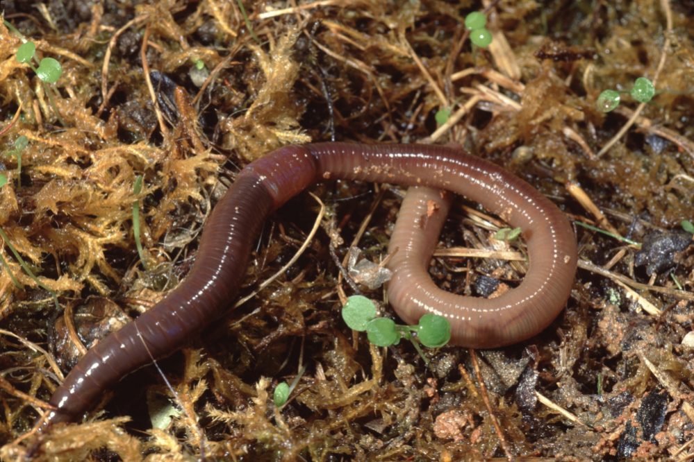 Common Earthworms The Nightcrawler