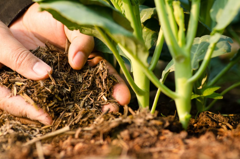 Compost vs Mulch Vegetable Garden