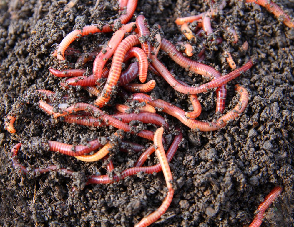 Red Wigglers