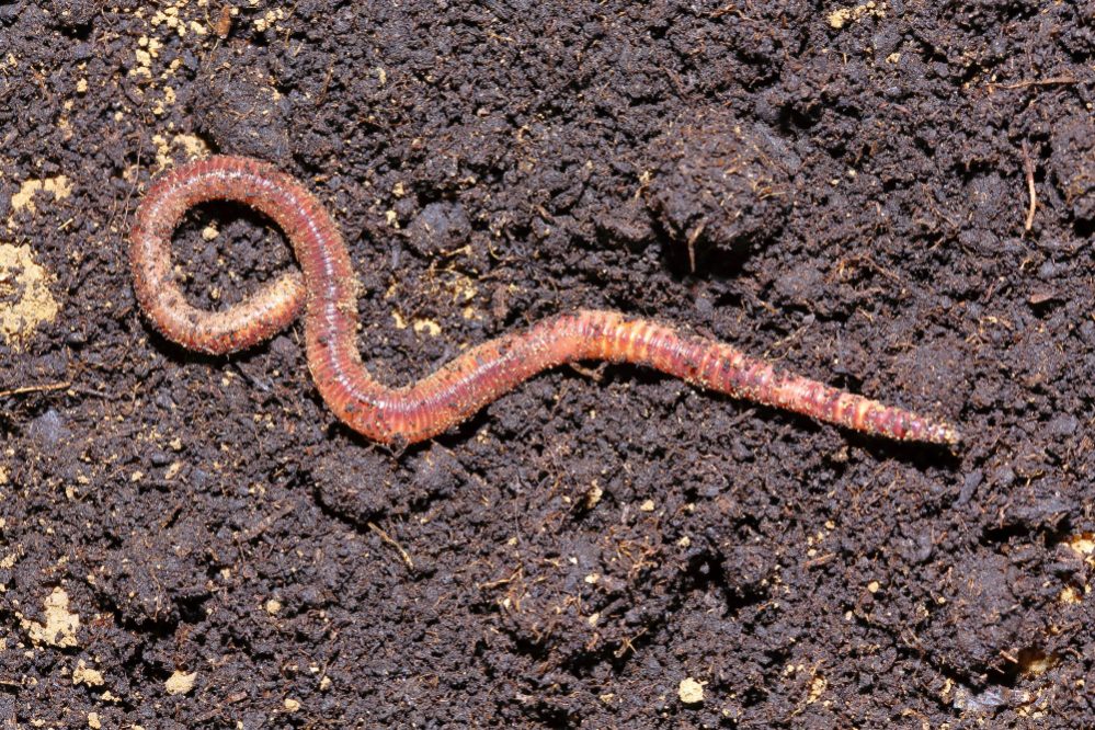 Worms In The Garden