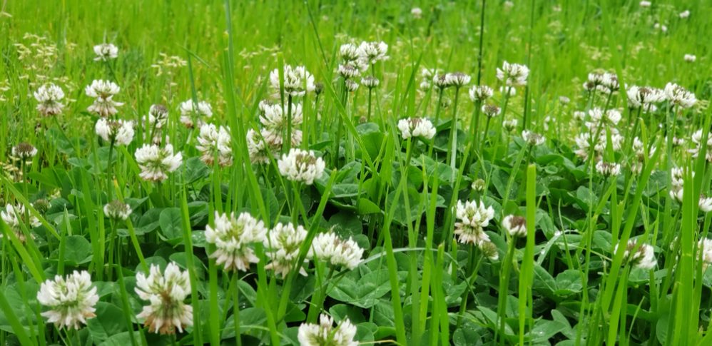 Eliminate clover without chemicals