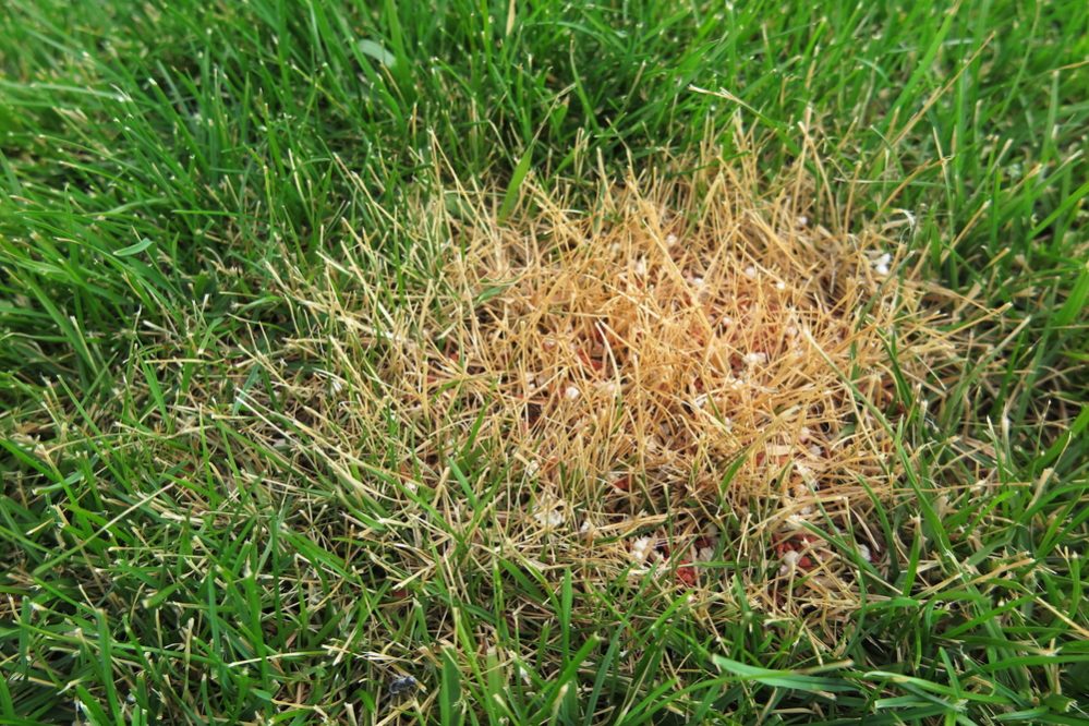 Fix Over Fertilized Lawn