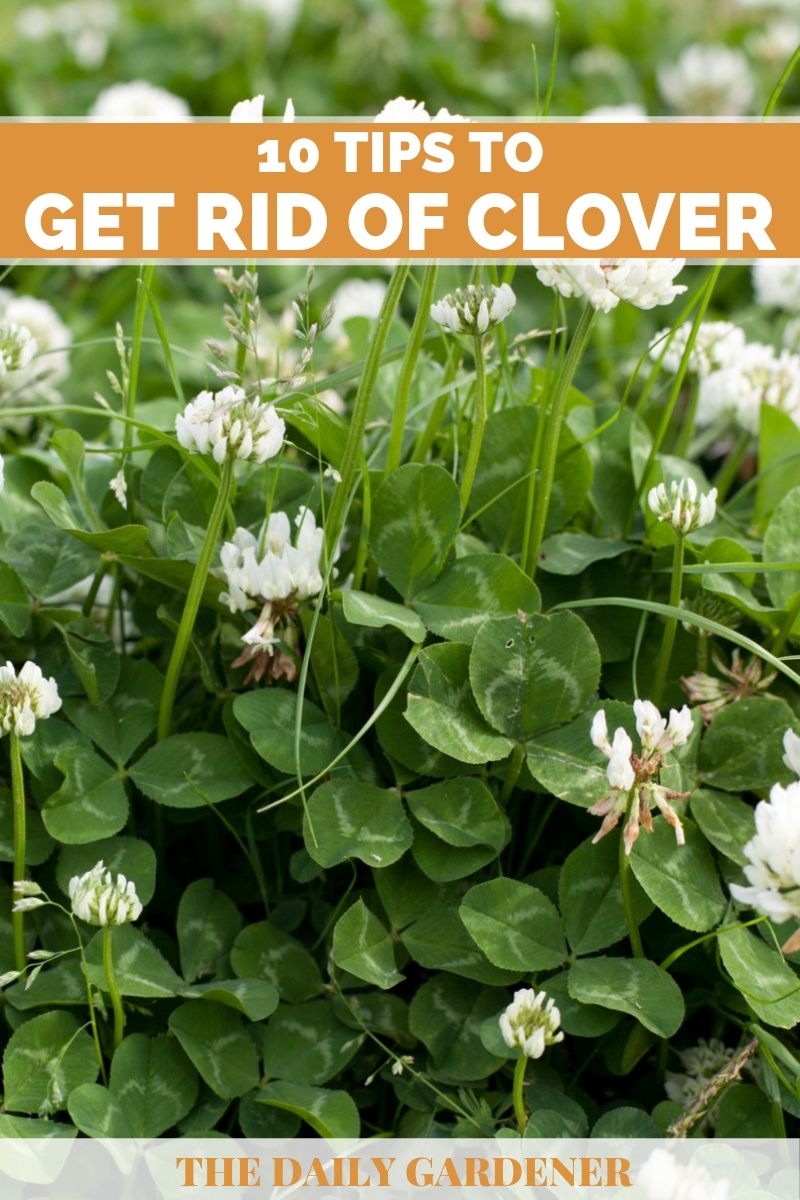 10 Tips To Get Rid Of Clover In Your Lawn The Daily Gardener