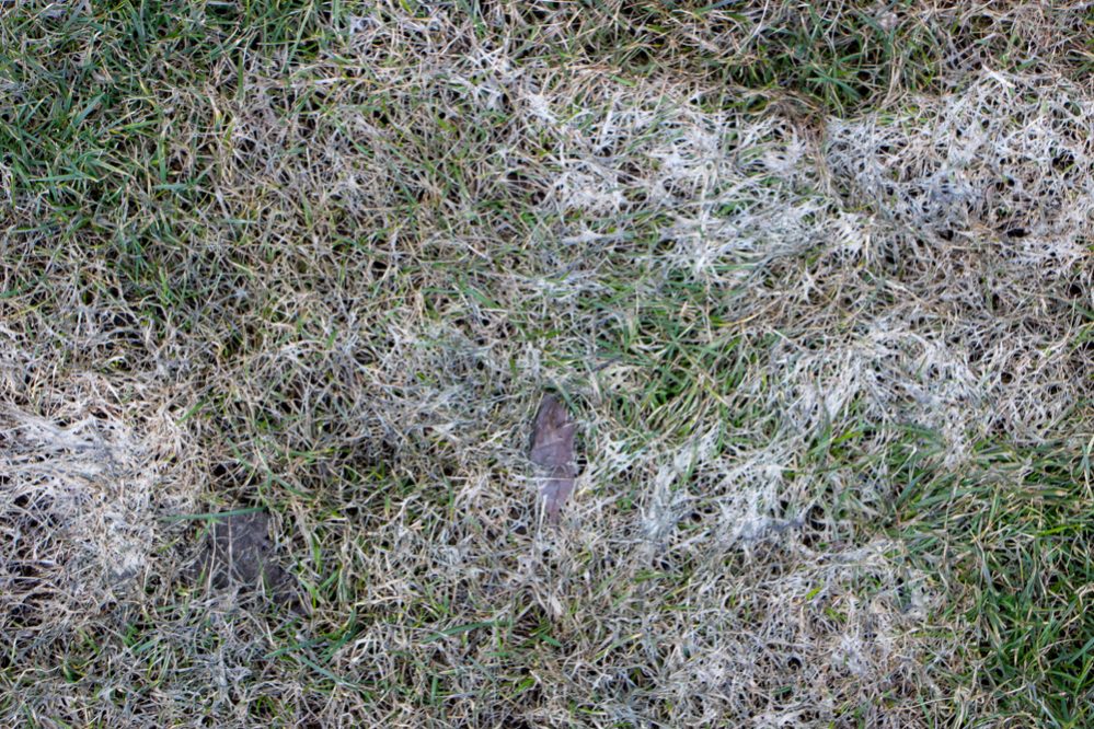 How to Treat Lawn Fungus Naturally
