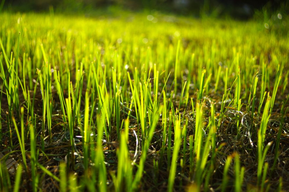 How to prevent weeds when seeding lawn