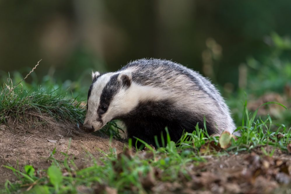 Stop Skunks from Digging Up Lawn