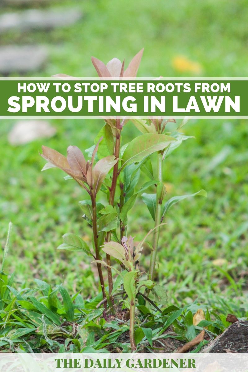 stop tree roots in lawn 2