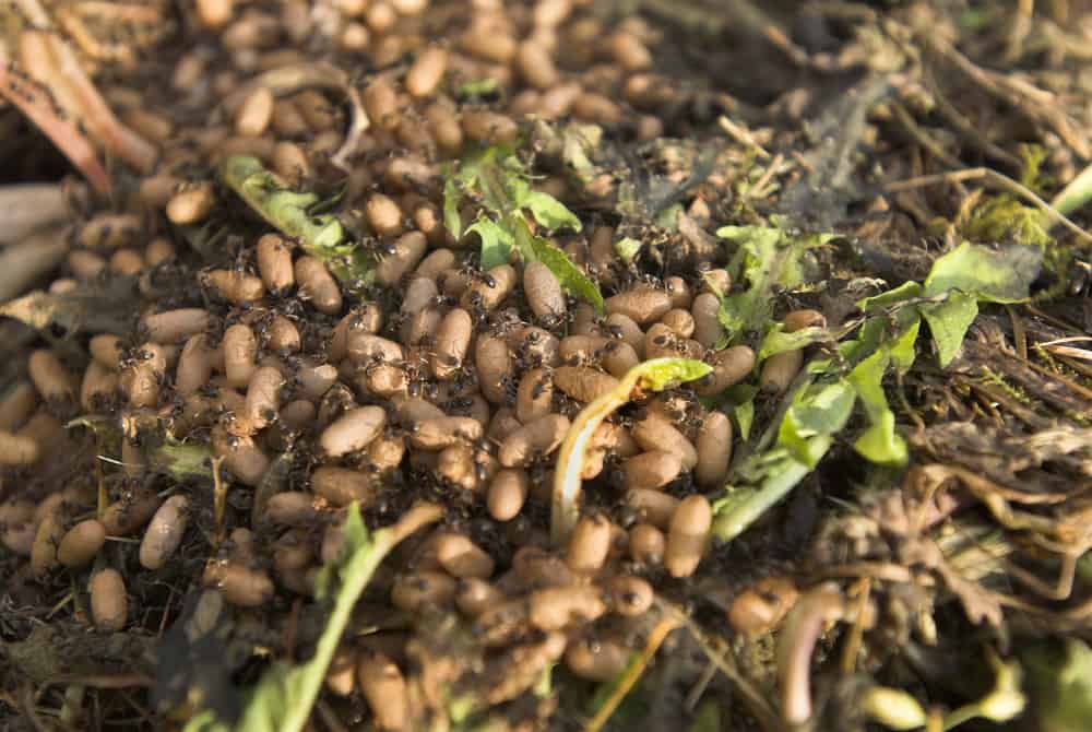 Ants add fertilizer