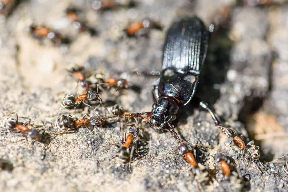 Ants eat other insects, including harmful ones