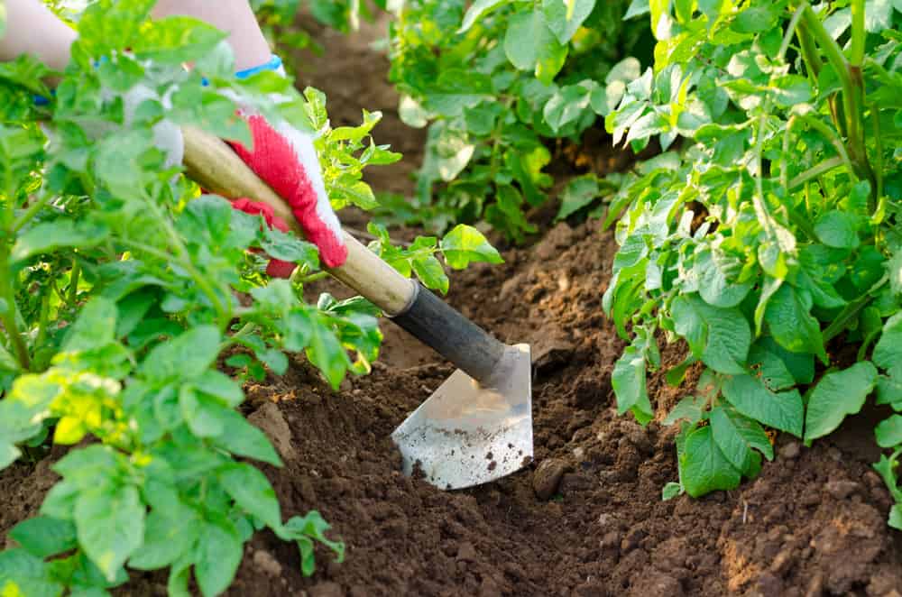 10 Best Garden Hoes of 2022 - Gardening Hoe Tool for Weeding.