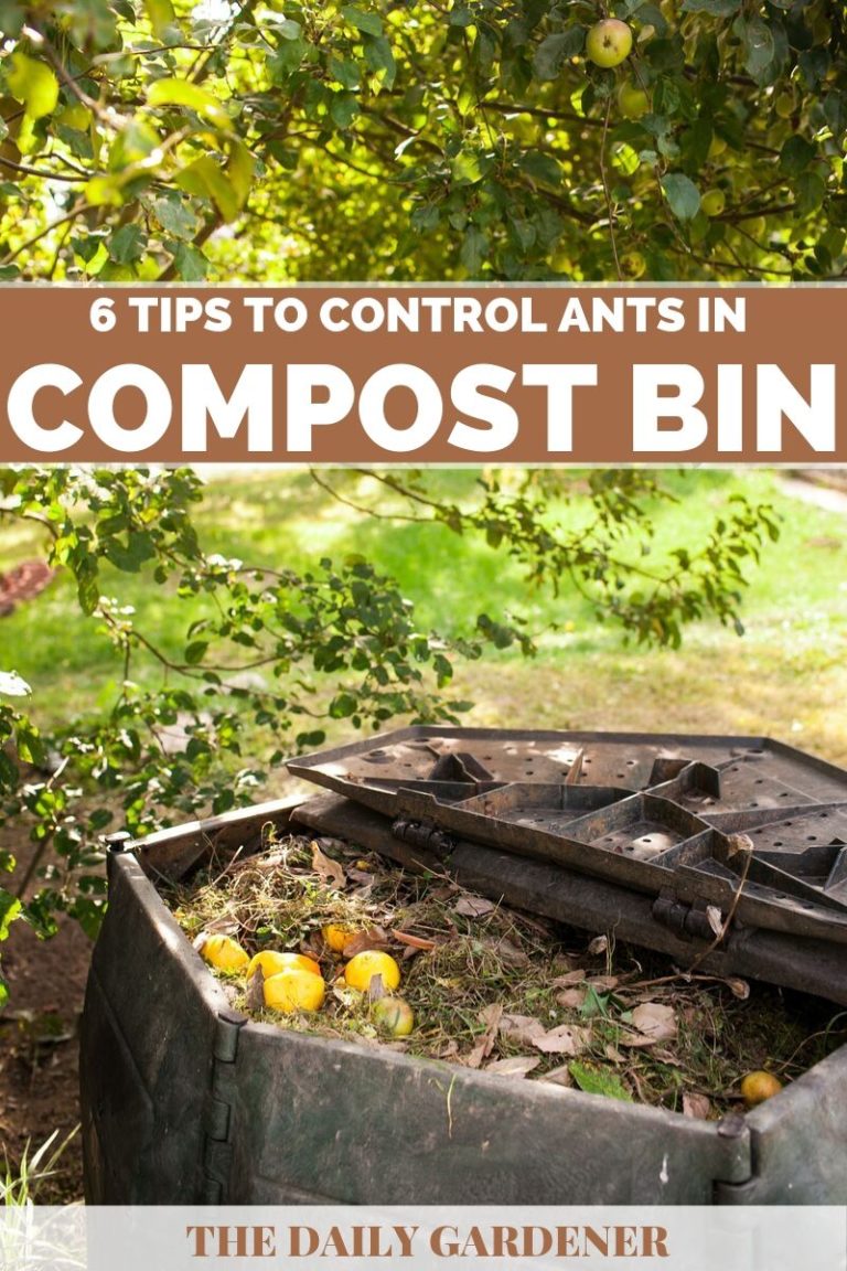 6 tips to control ants in compost bin