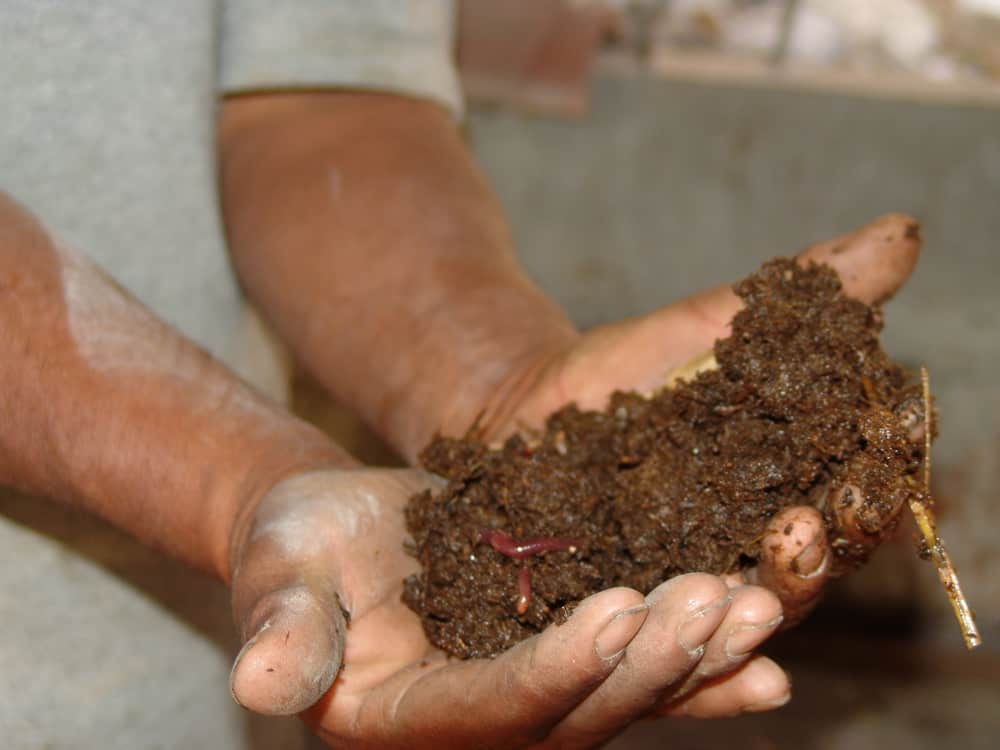 What is Worm Composting