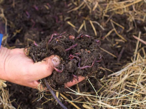 Worm Composting 101: Everything You Need to Know!