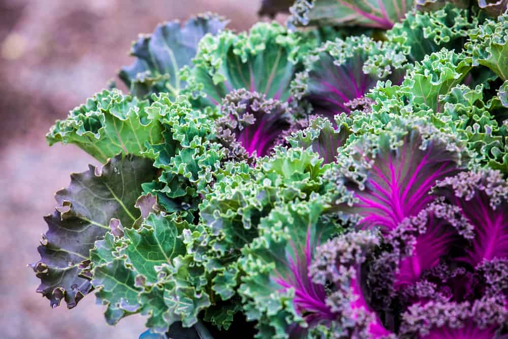 Choose the Best Kale for You