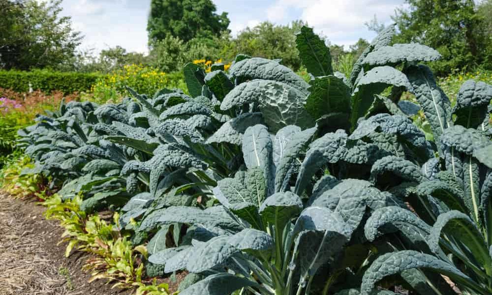 Growing Kale An Incredible Source of Carotenoids