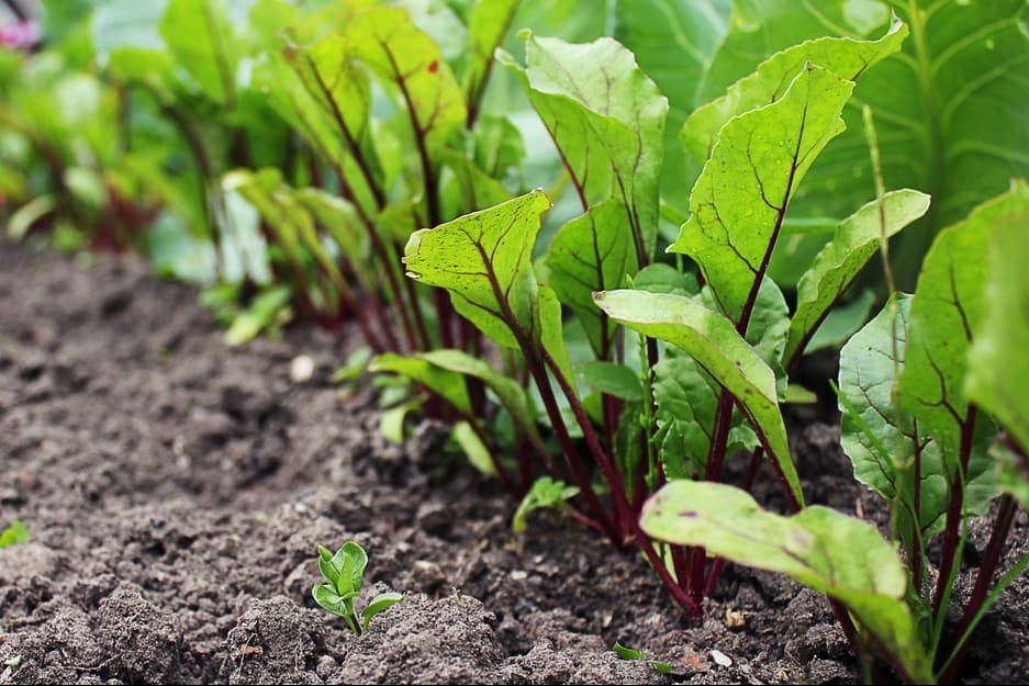 How to Grow, Care, and Harvest Beets in Your Garden