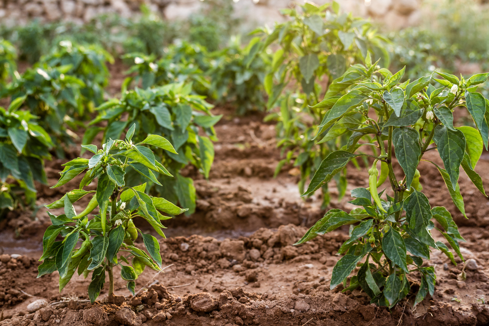 How to Grow Hot Peppers