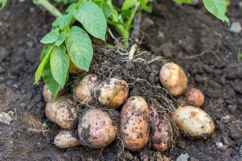 Patates bitkilerinin bakımı nasıl yapılır?