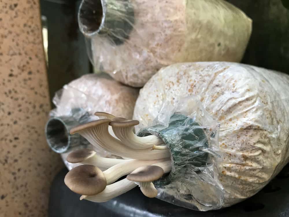 Buy Adequate Mushroom Spawn