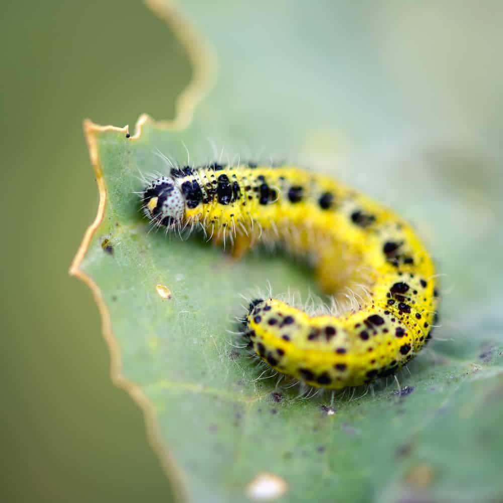 Cabbage White Butterfly Caterpillars
