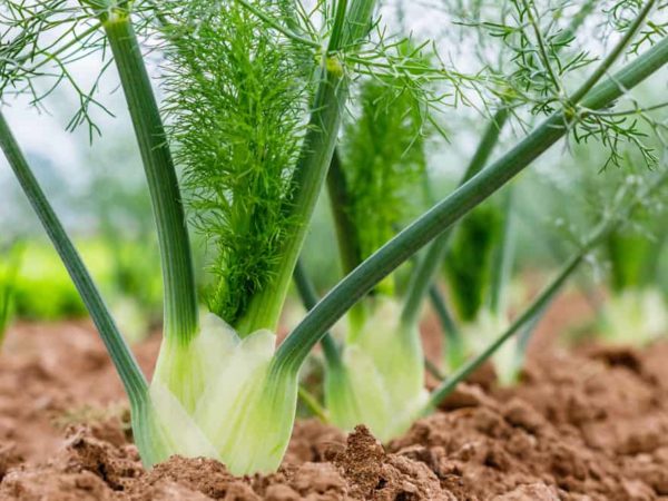 How to Plant Fennel in Your Garden (Tricks to Care!)