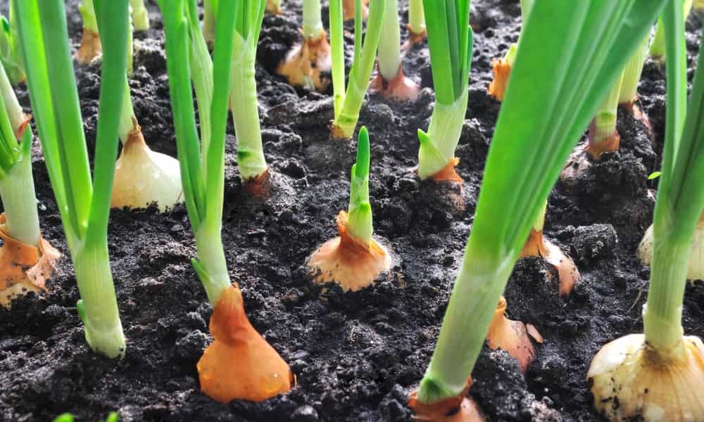 Growing Onions A Full of Nutrients Veggie with Low Calories