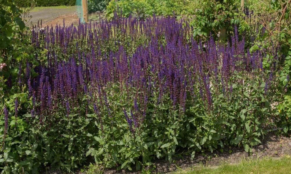 Growing Salvias A Flower with 1000+ Species Worldwide