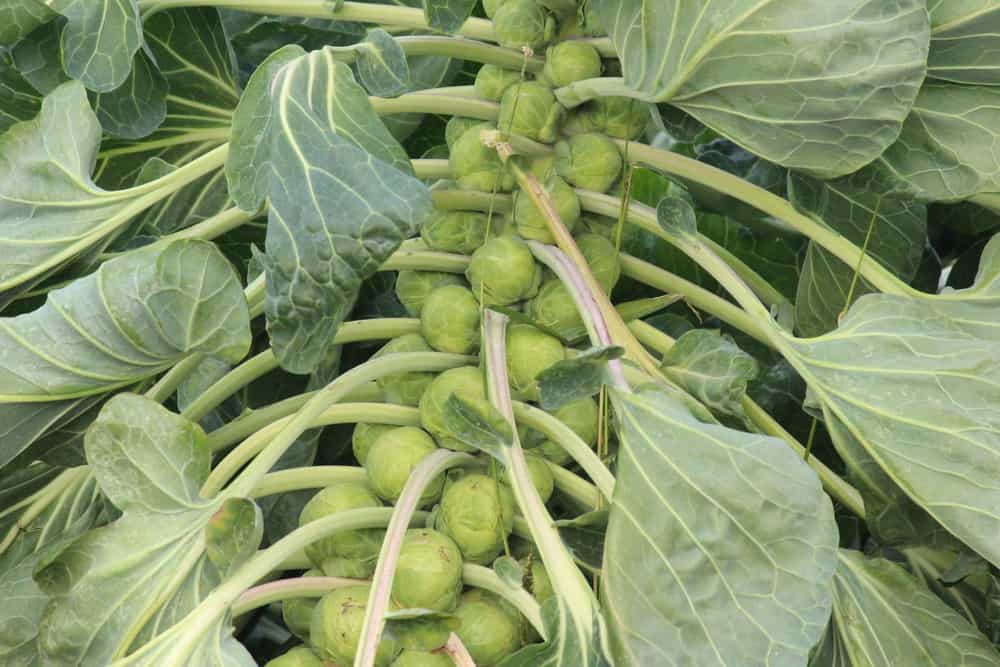 How To Harvest Brussels Sprouts