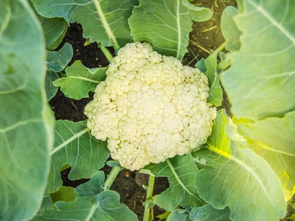 How to Plant Cauliflower in Your Garden (Tricks to Care!)