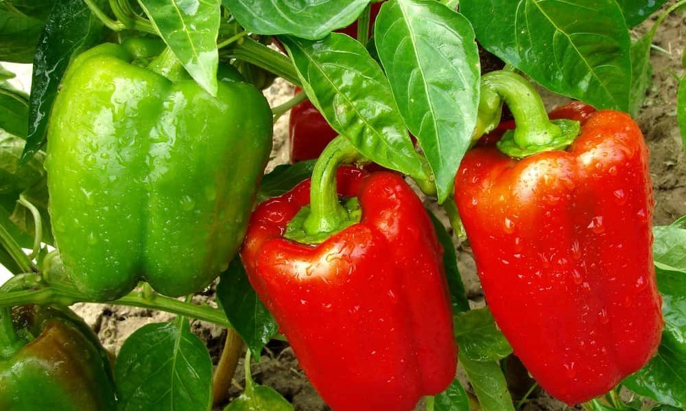 How to Grow, Harvest, and Store Bell Pepper
